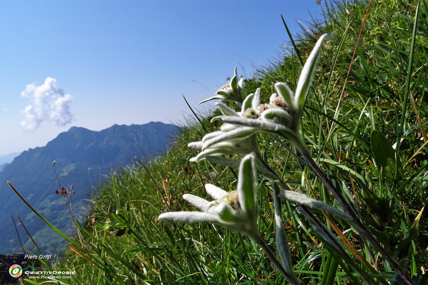 12 Stelle alpine sul sentiero 234.JPG